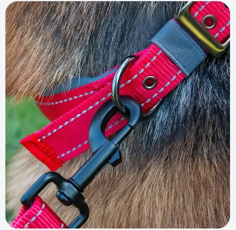 leash clipped to the D ring of the padded reflective dog collar