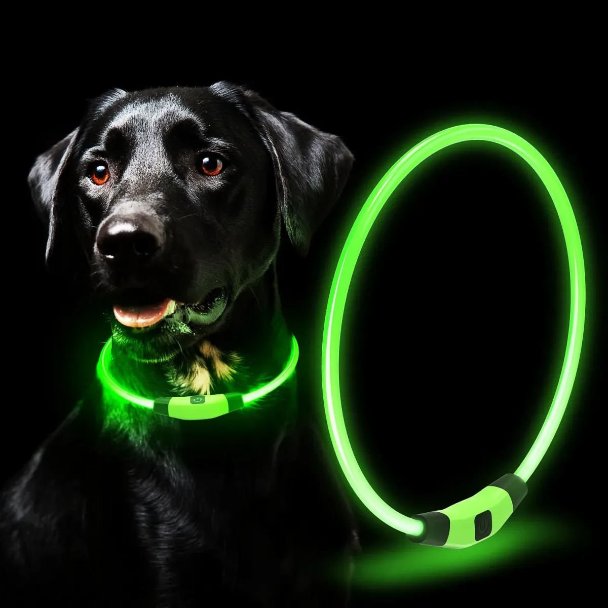 LED dog collar glowing green around a dog's neck