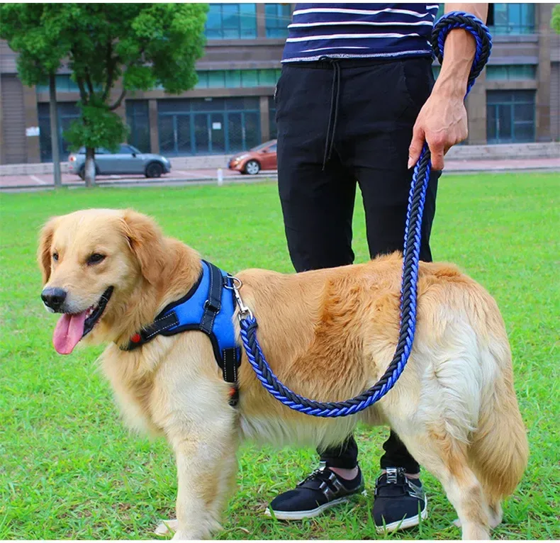 dog wearing the padded harness with the braided leash on a walk