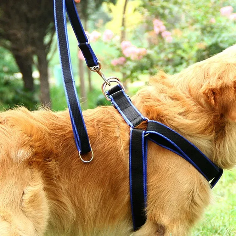 leash clipped to the back ring of the dog harness