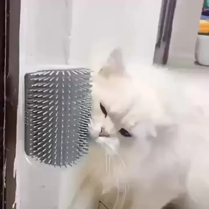 fluffy white cat rubbing against a wall groomer